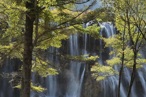 View of waterfall between trees