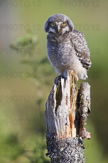 Northern Hawk Owl