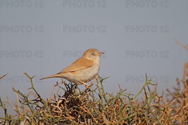 African Desert Warbler