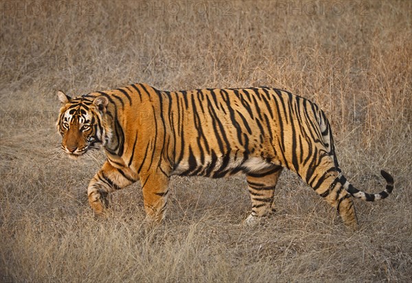 Bengal tiger