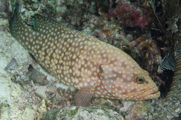 Blue-spotted Grouper