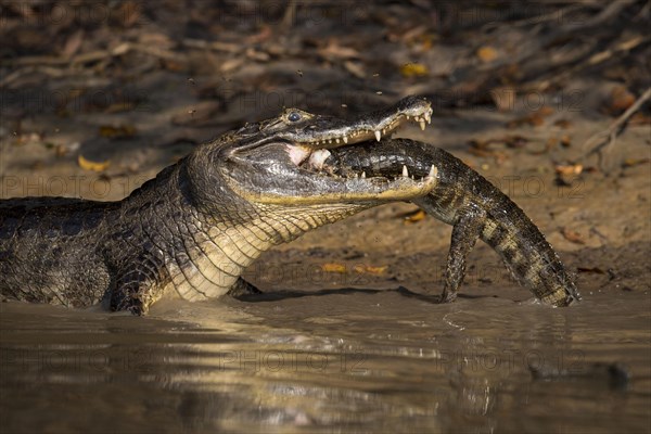 Spectacled Caiman