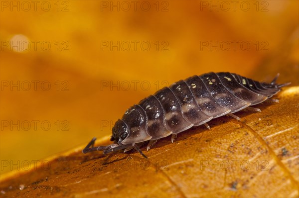 A common shiny woodlouse