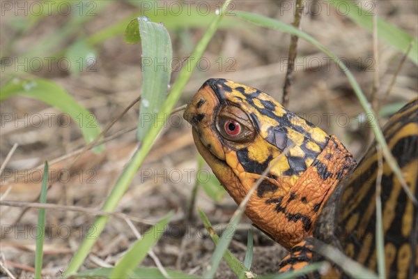 Eastern Box Turtle