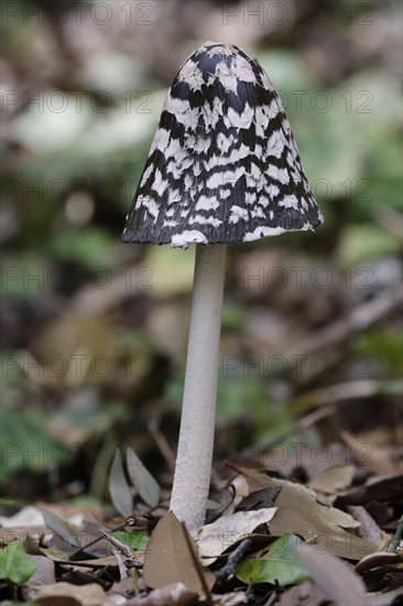 Magpie fungus