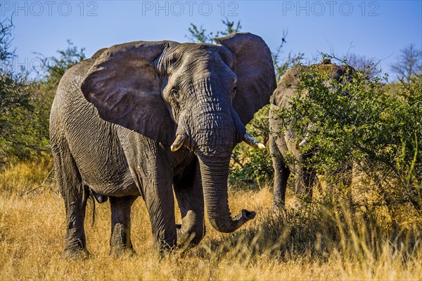 Elephantn african elephant