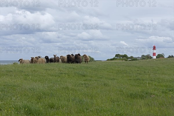 Norwegian sheep on the dike