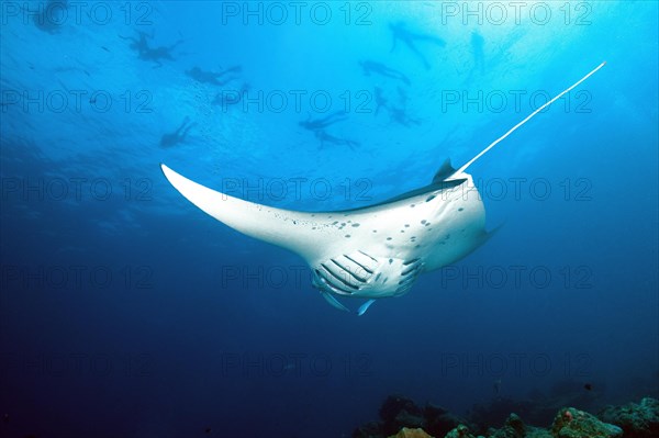 Manta ray