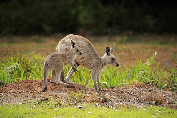 Eastern grey kangaroo