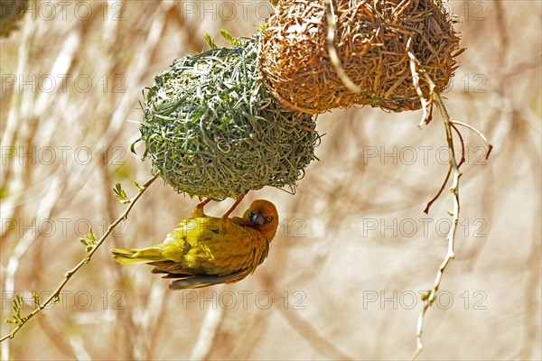 Cape Weaver