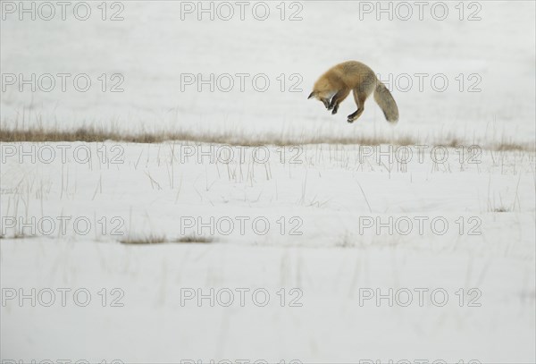 American Red Fox