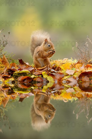 Eurasian red squirrel