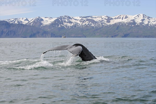 Humpback whale