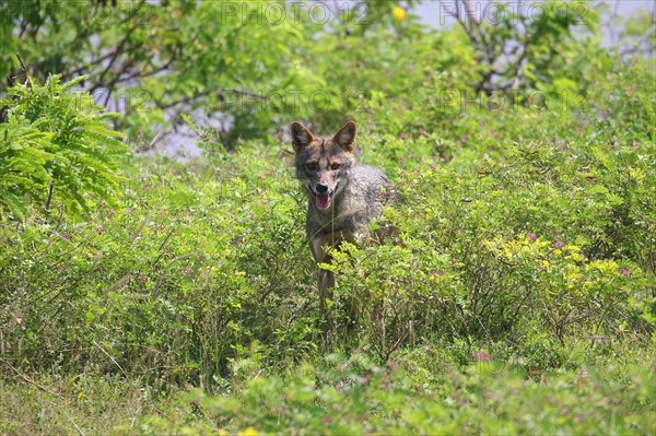 Golden jackal