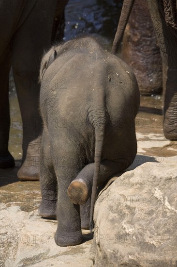 Asian elephant