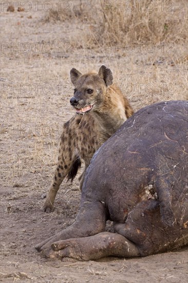 Spotted hyena