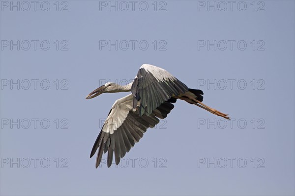 Asian asian openbill