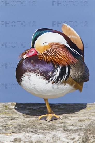 Mandarin duck