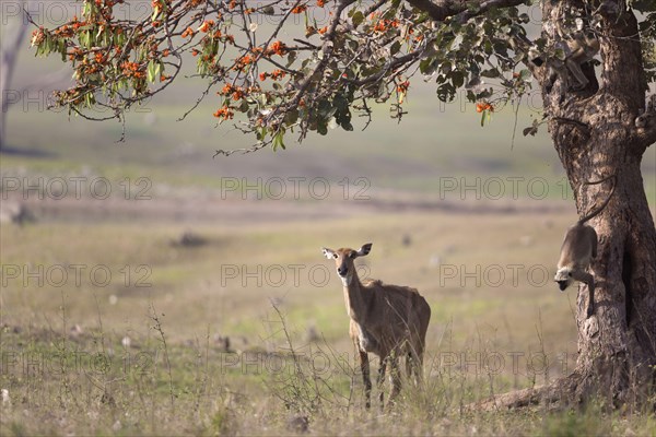 Nilgai