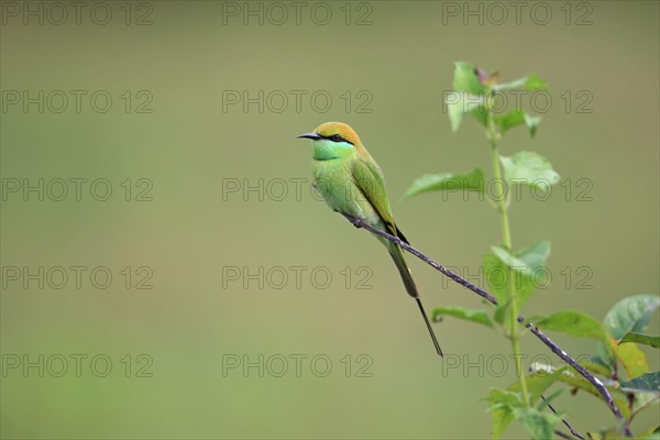 Little Green Bee-eater