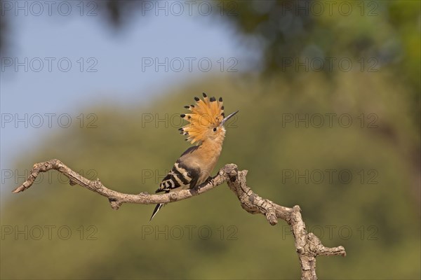 Eurasian Hoopoe