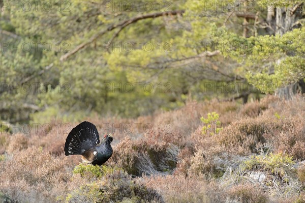 Western Capercaillie