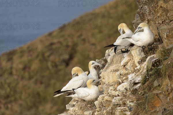 Northern Gannet