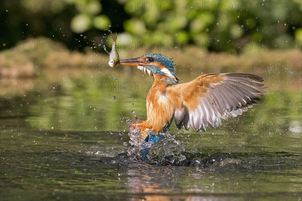 Common Kingfisher