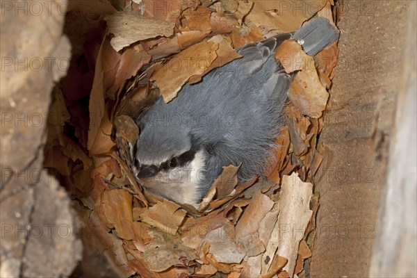 Eurasian Nuthatch