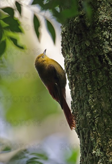 Adult olive tree climber