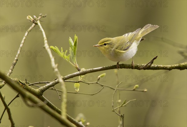 Wood warbler