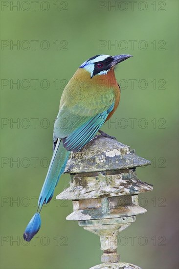 Trinidad trinidad motmot