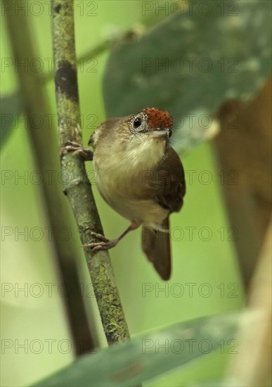 Scaly-crowned Babbler