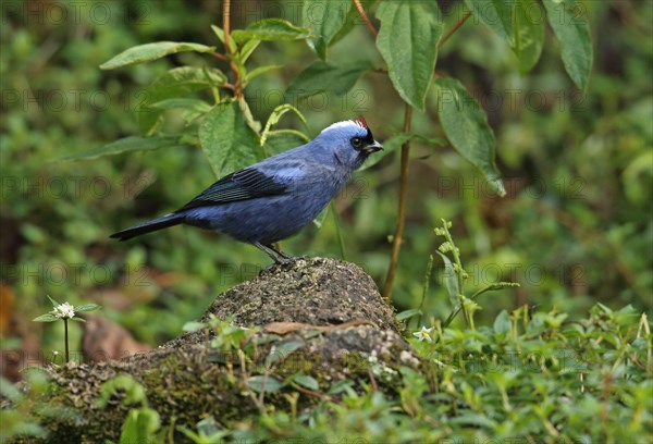 Adult diadem tanager