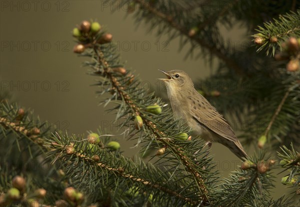 Grasshopper Warbler