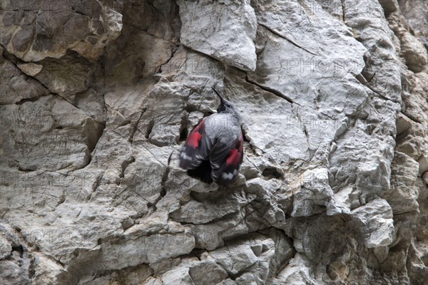 Wallcreeper