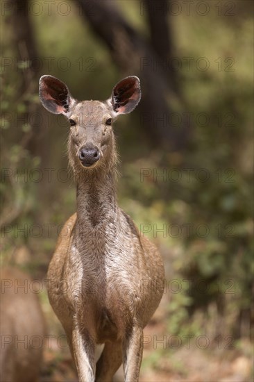 Sambar