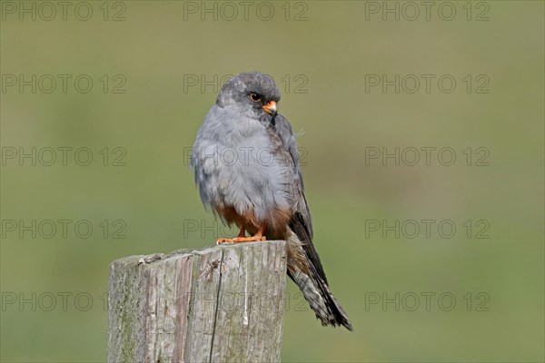 Red-footed Falcon