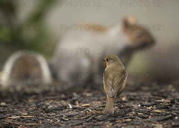 European european robin