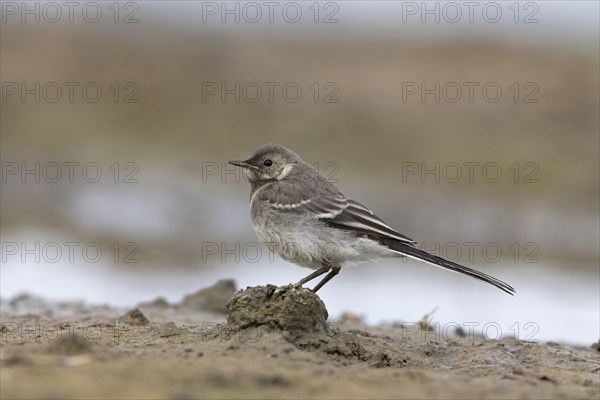 Pied Wagtail