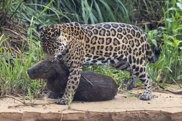 Adult south american jaguar