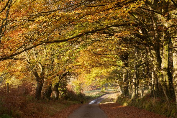 Common common beech