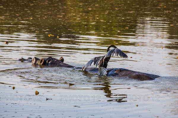 Hippo with cormorant