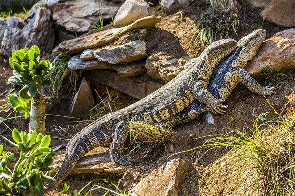 Monitor lizards