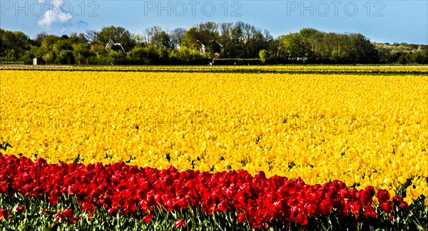 Flowering tulip fields