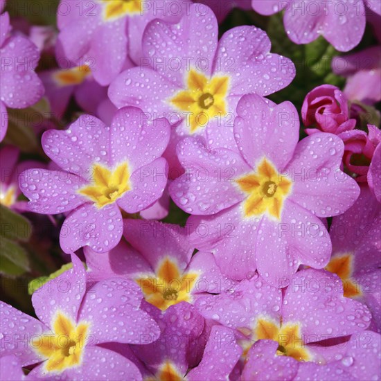 Nahaufnahme von mit Regentropfen bedeckten rosa lila Primel Blumen im Fruehling