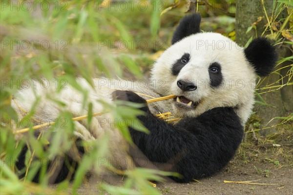 Giant Panda