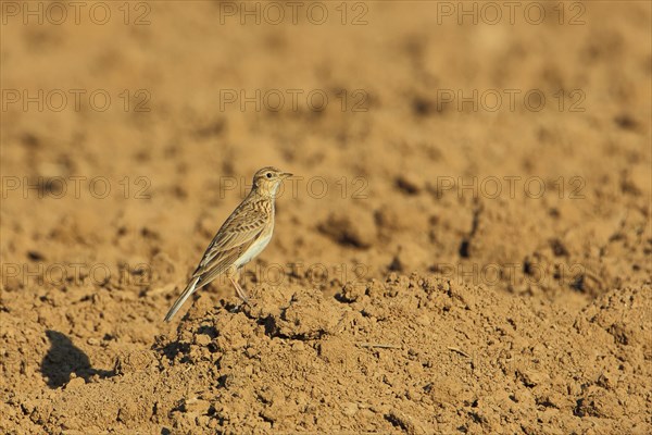 Skylark