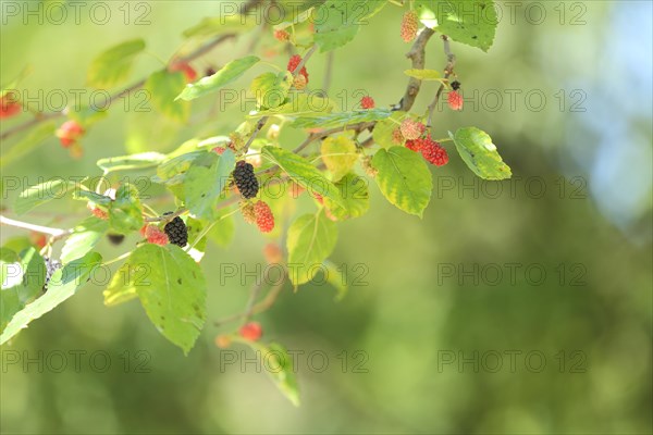 The black mulberry