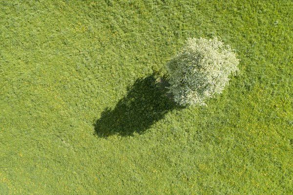 Aerial view of a solitary pear tree in white blossom and its shadows cast on a green meadow